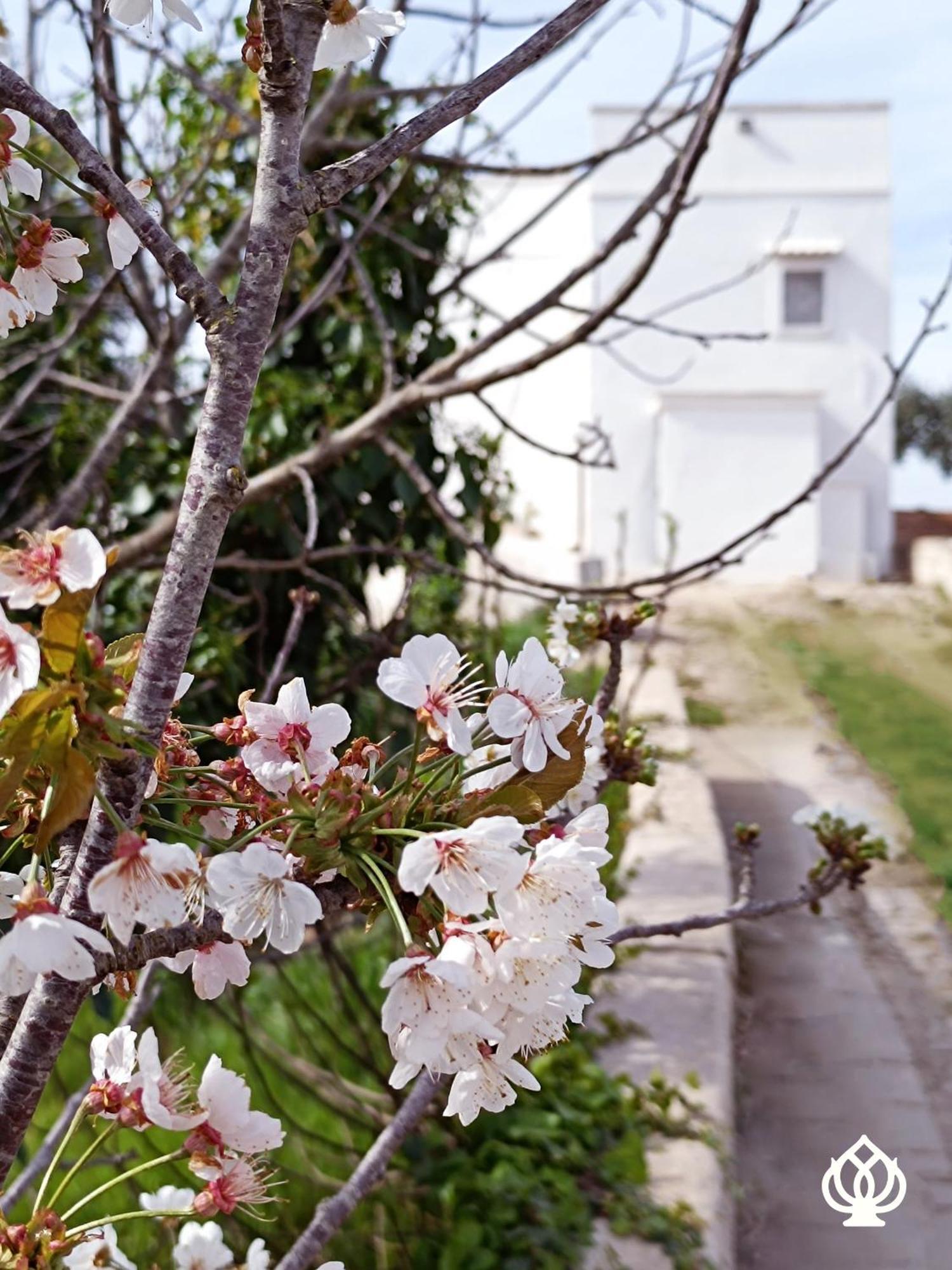 La Casa Sul Poggio-Valle D'Itria Alberobello Exterior foto